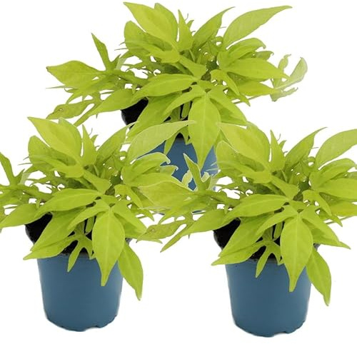 Süßkartoffel Beet Ipomoea batatas 12cm Topf Set mit 3 Pflanzen