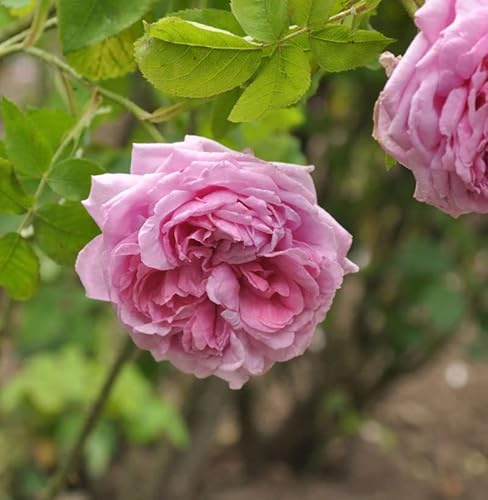 Historische Rose Mme Boll 30-60cm - lebende Gartenpflanze aus den Baumschulen