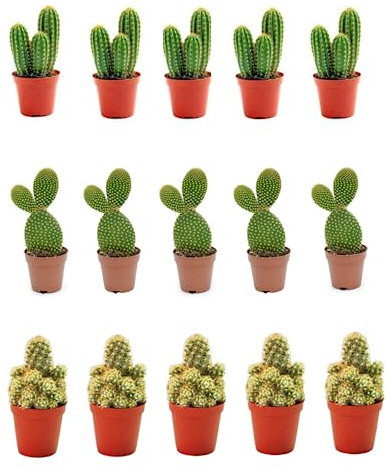 Pack 15 Cactus 3 Variedades en Maceta de 5cm Kit Ahorro Plantas Naturales.
