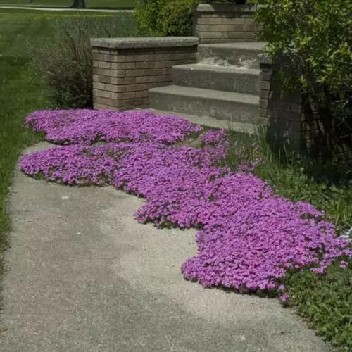semi di timo strisciante - serre da balcone d'appartamento esotiche rampicanti rara rampicante recisi da balcone giardino in vaso con serra interna 550pcs