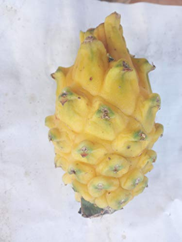 De haute qualité nouvelle 2014 Facile grandir blanc jaune rouge trois sortes de dragons graines de fruits graines de pitaya au total 100 graines bonsaï fruits hom
