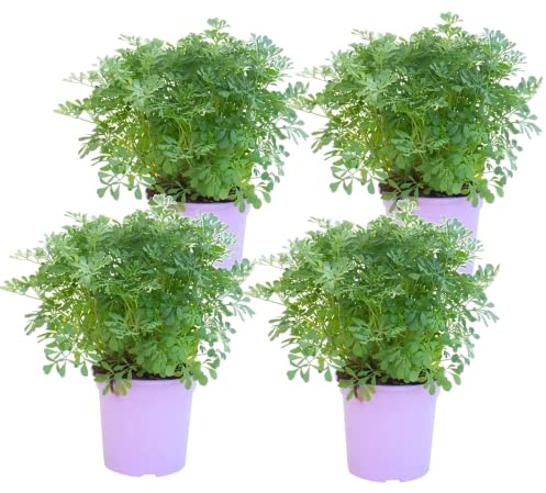 DECOALIVE Rudas PREMIUM Pack de 4 Unidades de Plantas de Ruda de Calidad