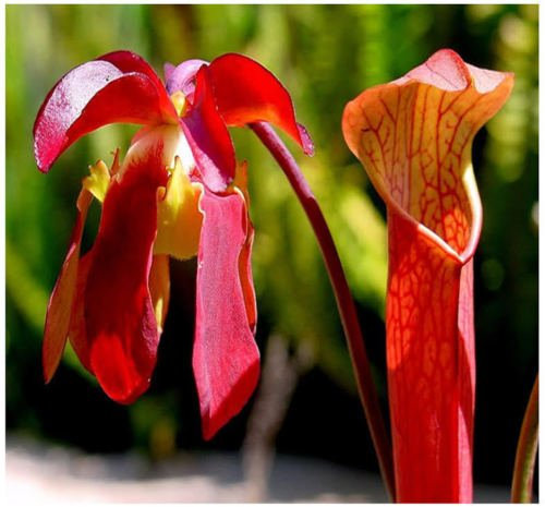 5 Seeds - Red Tubular Plant Sarracenia Rubra Gulfensis Seeds, Cake and Pitcher Plant Seeds