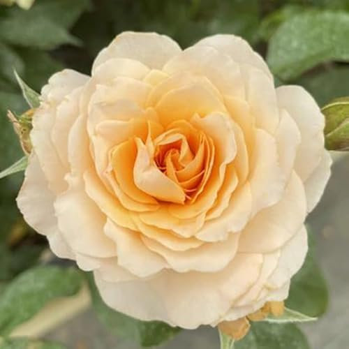 YouGarden Rose 'at Peace Apricot', Established Rose in 4 Litre Pot, Ready to Plant, for Pots, Beds, and Borders