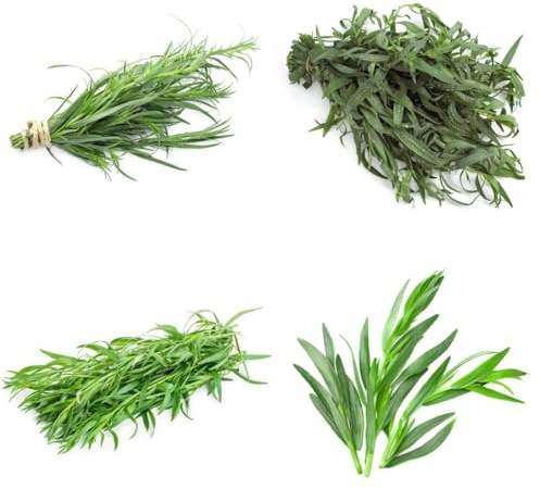 semi di dragoncello, invernali, freschi di dragoncello dell'orto, invernali, balcone orto 400pcs