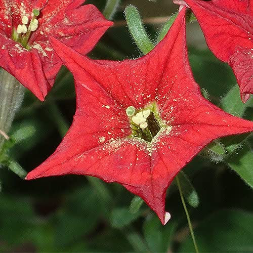 Plant World Seeds - Petunia Exserta Seeds (Annual/Perennial Flower Seeds)