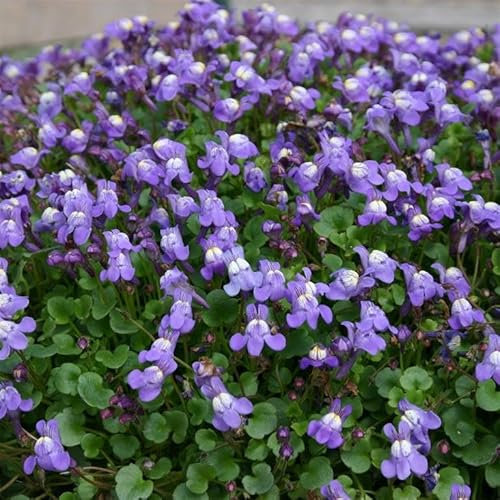 Cymbalaria muralis Ivy-leaved Toadflax, or Kenilworth Ivy Cottage Garden Perennial Plug Plants pots and Baskets Bedding Plant (3 x Plug Plants)