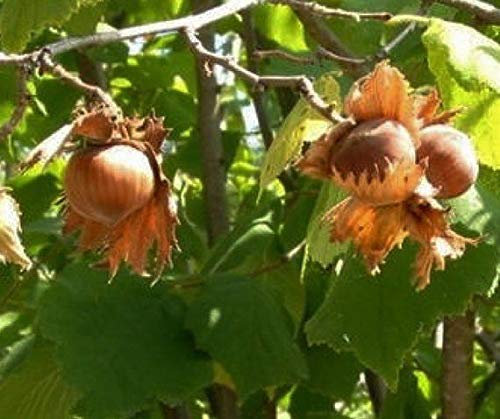 SEMI GERMINAZIONE: 1 Haselnuss 6 Beutel wurzelnackte Bäume