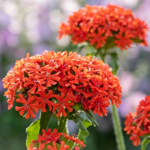 Bio Brennende Liebe rot, Topf 11x11 cm, 3 Pflanzen