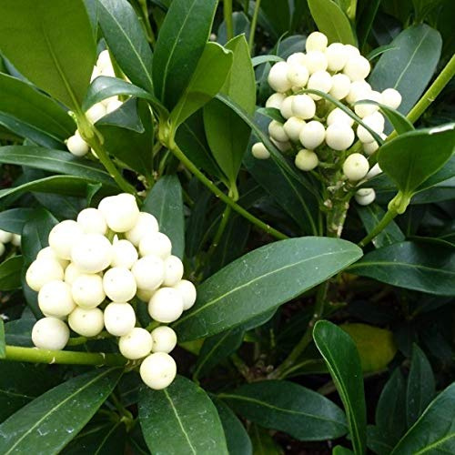 Skimmia Japonica 'Kew White'- Skimmia du Japon 'Kew White' 30-35 cm en conteneur