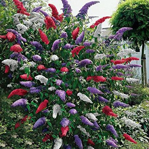 Portal Cool 20 Semi Pz Farfalla Bush Buddleia fiore profumato giardino delle piante Semi Misteriosi