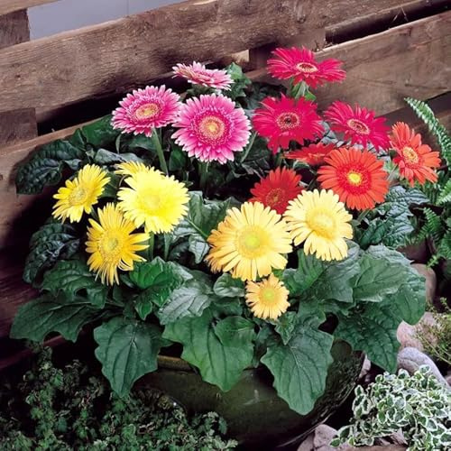 120 piezas semillas gerbera - resistentes al invierno para balcones, de decoracion balcón semillas de balcón