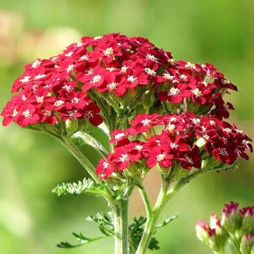 Welldales 100 Red Rose Achillea Flower Seeds Perennial Yarrow UK Wildflower to Plant Grow
