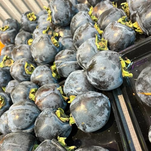 semi di cachi da frutto colonnari balcone rampicanti resistenti dei 15pcs