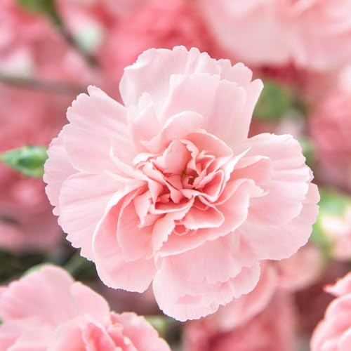 Eden Brothers Carnation Seeds - La France