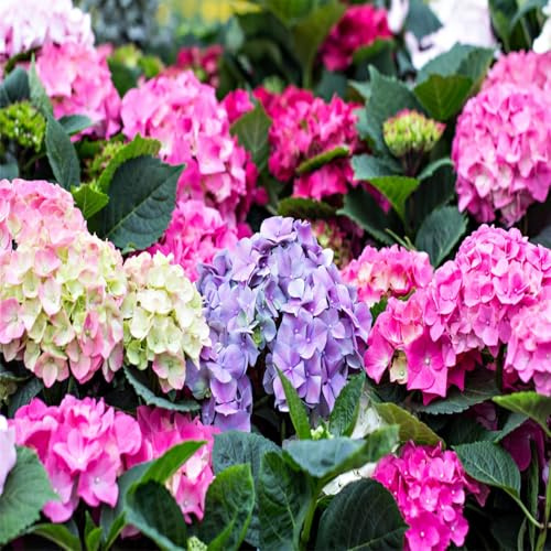 MehrjäHrige FüR Garten, WunderschöNe, Sehr Bienenfreundlich, Hydrangea, GemüTliche Gartenoase, Lange Blütezeit, Winterhart MehrjäHrig,-4zwiebeln-C