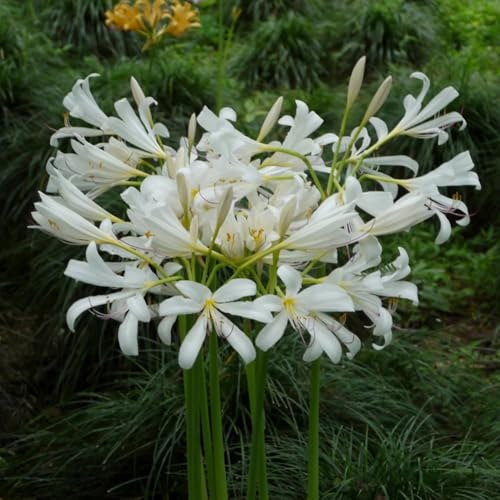 Lycoris radiata, giglio ragno, giardino d'appartamento esotiche balcone rialzato con letto decorazioni per esterni resistenti, 8bulbi