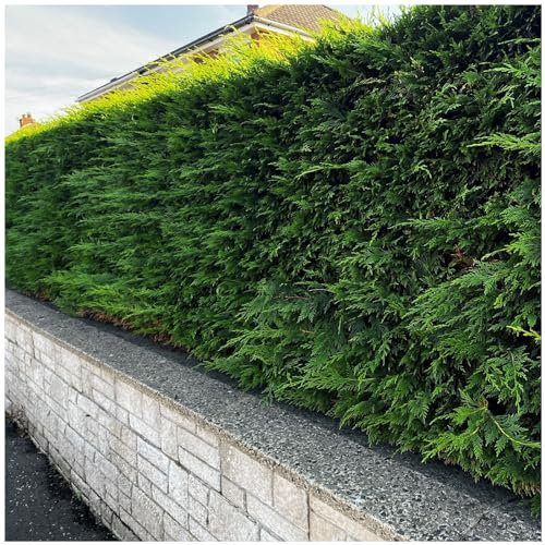 10 Leyland Cypress/Green Leylandii 20-30cm in 9cm Pots, Evergreen Hedging Plants 3fatpigs®