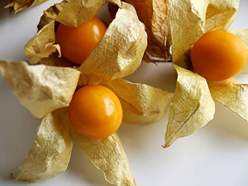 Ananasbeere - Physalis pruinosa 250 Premium-Samen -100% Natursamen - absolute Rarität