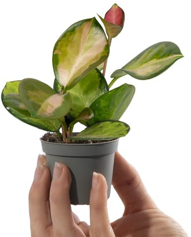 Baby Wax Plant - Hoya Australis Tricolour - Small Indoor House Plants for Home and Office - Grow Your Own Baby Plants - Indoor Plant in Pot