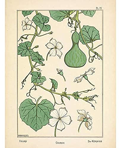 Verneuil Ornamental Gourd Squash Plant Design Art Print Canvas Premium Wall Decor Poster Mural