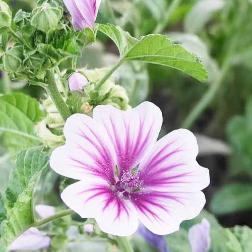semi di malva biologici da balcone insoliti semi di malva da balcone recisi tappezzanti, perenni, resistenti all'inverno decorazione floreale 100semi