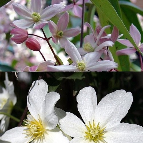 2 x Immergrüne Clematis: Apple Blossom & Avalanche - Weiß/Rosa | Klematis Kletterpflanzen (2 Pflanzen) - Mehrjärig & Immergrün | 2 x 1,5 Liter Töpfe