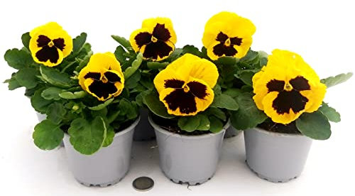 POWERS TO FLOWERS - VIOLE DEL PENSIERO, VIOLA PANSE', VIOLA A FIORE GRANDE GIALLO CON OCCHIO, VASO 10,5 CM DIAMETRO, SET 6 PIANTE, piante vere