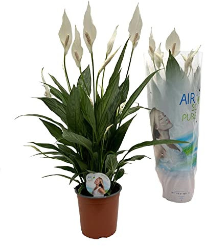 Spathiphyllum Air So Pure DECOALIVE Planta de Interior Natural para Decorar el Hogar Lirio de la Paz o Espatifilo
