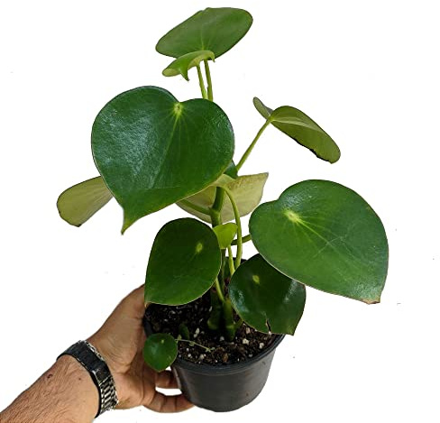 Peperomia Polybotrya Raindrop Natural Planta Conocida por sus Características Hojas