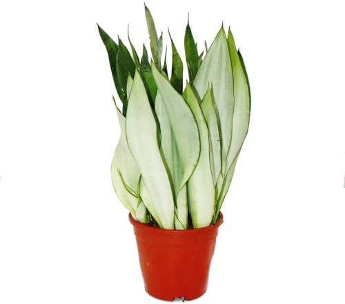 Sansevieria trifasciata Moonshine - silberner Bogenhanf - Solitärpflanze im 17cm Topf - ca. 50cm hoch