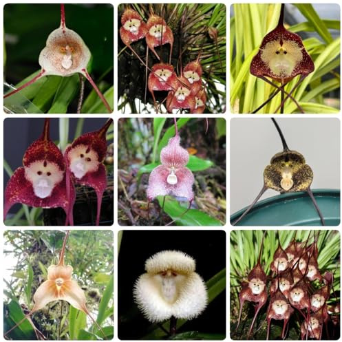 semi di faccia di scimmia, orchidea faccia di scimmia, dracula simia Orchidea Dracula Simia, decorazione del soggiorno da balcone resistenti le da giardino 100pcs