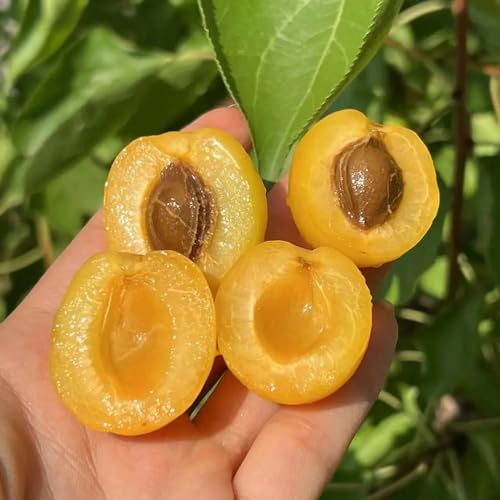 semi di albicocca, in rialzata giardino resistenti a crescita biologici rari 30semi