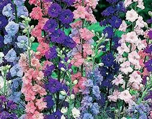 14400 Seeds of Delphinium Larkspur Imperial Mix​