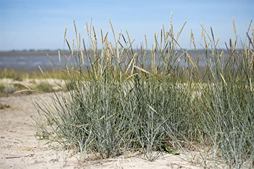 Ammophila breviligulata 9x9 cm Topf – Winterhart, Mehrjährig, Pflegeleicht – Strandhafer – Bodendecker für Küste & Dünen