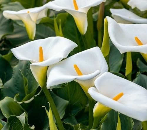 One White Calla Lily Bulb for Planting - Big Healthy Bulb for Growing (One Bulb)