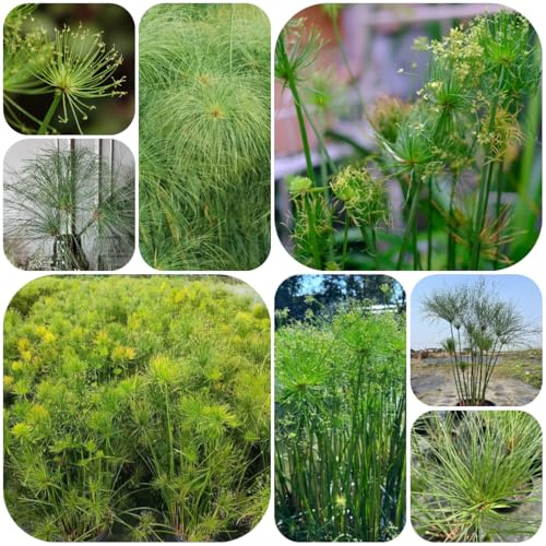 papyrus zimmerbonsai cyperus papyrus immergrüne winterhart züchten herbst deko grünpflanzen zimmerpflanzen herbstpflanzen winterhart 300samen