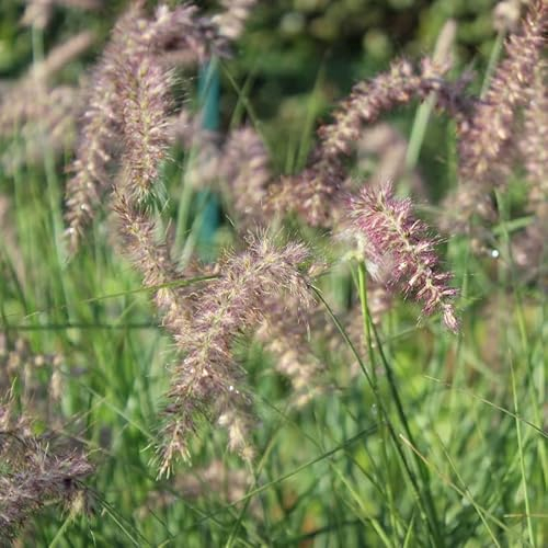 6x Federborstengras 'Karley Rose'® - Pennisetum orientale 'Karley Rose'® - Topf 9x9cm - Rosa blühendes Ziergras
