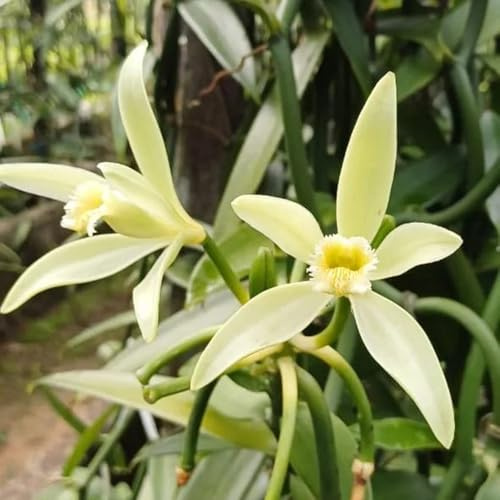 semillas de orquídea vainilla - Vanilla planifolia - interior exterior balcón cobertura del suelo resistentes 120pcs