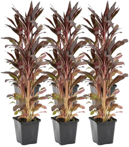 Bloomique - Lot de 6 - Lobelia Queen Victoria - Lobélie cardinalis - Lobélie écarlate - Rouge - Plantes de bassin - Plantes aquatiques - Rustique - Hauteur 20-30 cm - Pot 9 cm