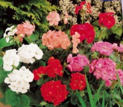 Stk - 15x Gartengeranien F2 Colouer Show mix - Pelargonium-Samen Garten Blume KS368 - Seeds & Plants Shop by Ipsa