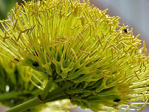 15 Semi Agave americana, Rare grassa secolo Sementi delle piante esotiche Maguey Aloe
