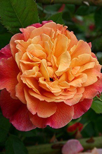 Kletterrose Aloha im 7 Liter Rosentopf