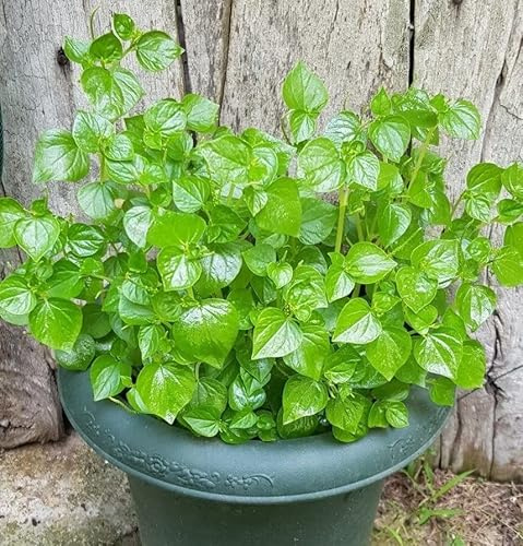 5000 Crab Claw Seeds - Rau Cang Cua - Herb Peperomia Pellucida Pansit Pansitan Shiny Bush | Non GMO | Organic | Heirloom | High Germination Rate