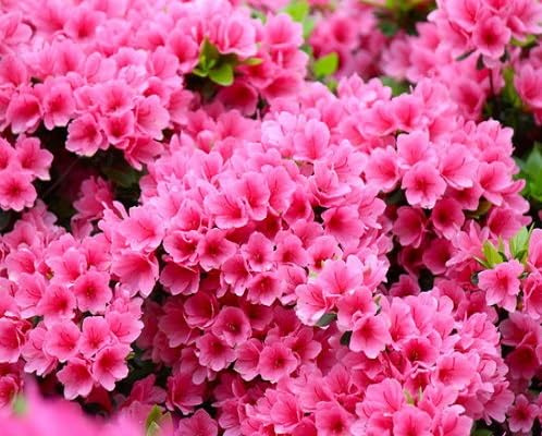 100pcs Azalea Flower Seeds