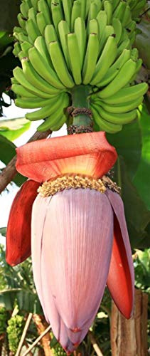 Musa balbisiana gigantea - Japanische Fruchtbanane - 50 Samen -