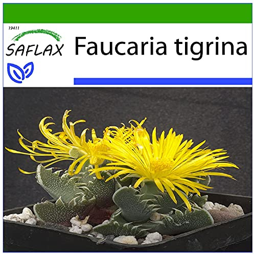 SAFLAX - Kakteen - Echter Tigerrachen - 40 Samen - Mit keimfreiem Anzuchtsubstrat - Faucaria tigrina