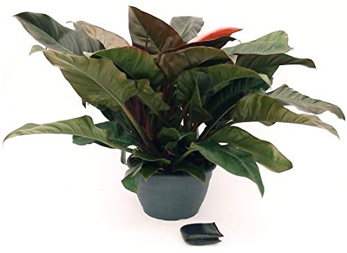 POWERS TO FLOWERS - PHILODENDRON, PHYLODENDRON, MONSTERA IMPERIAL RED XXXXL, pianta vera