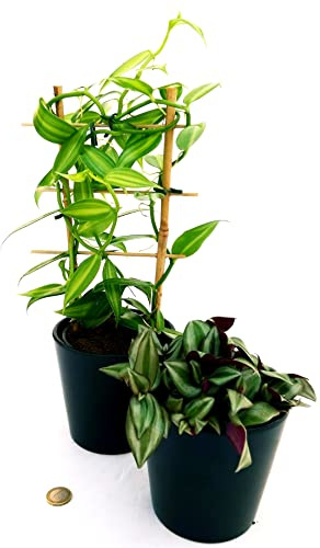 POWERS TO FLOWERS - ORCHIDEA VANIGLIA XL e TRADESCANTIA, Piante Vere