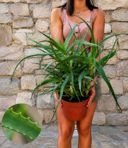 POWERS TO FLOWERS - ALOE ARBORESCENS, VASO 20CM DIAMETRO, PIANTA DI ANNI 6 Pianta vera